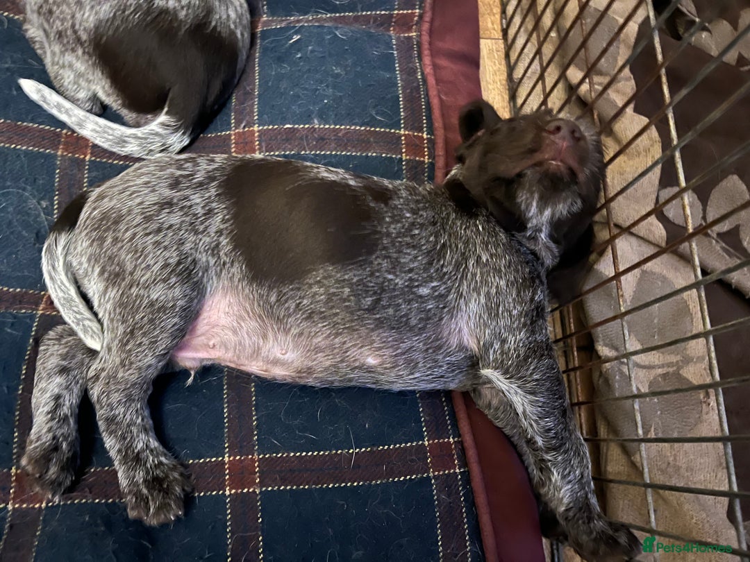 German Wirehaired Pointer dogs for sale: Stunning litter of German Wirehaired Pointers  - Advert 9