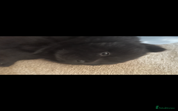 Chow Chow dogs for sale: 2 male chow chow puppies - Image 4