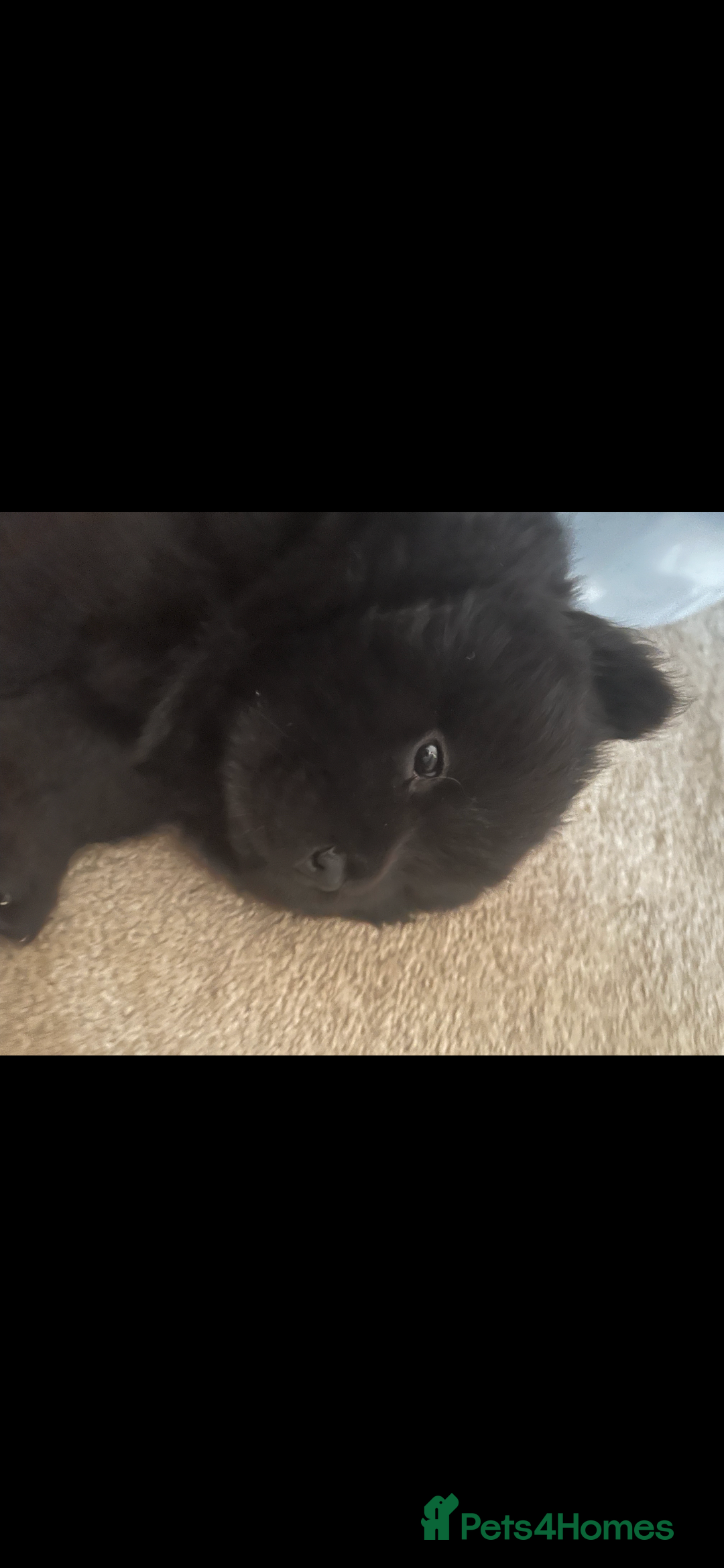 Chow Chow dogs for sale: 2 male chow chow puppies - Image 4