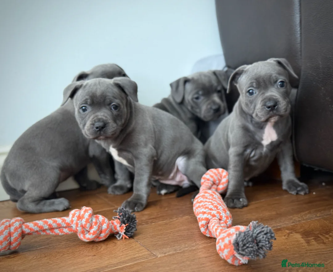 Staffordshire Bull Terrier dogs for sale: ❗️Ready to leave this Saturday  - Advert 2