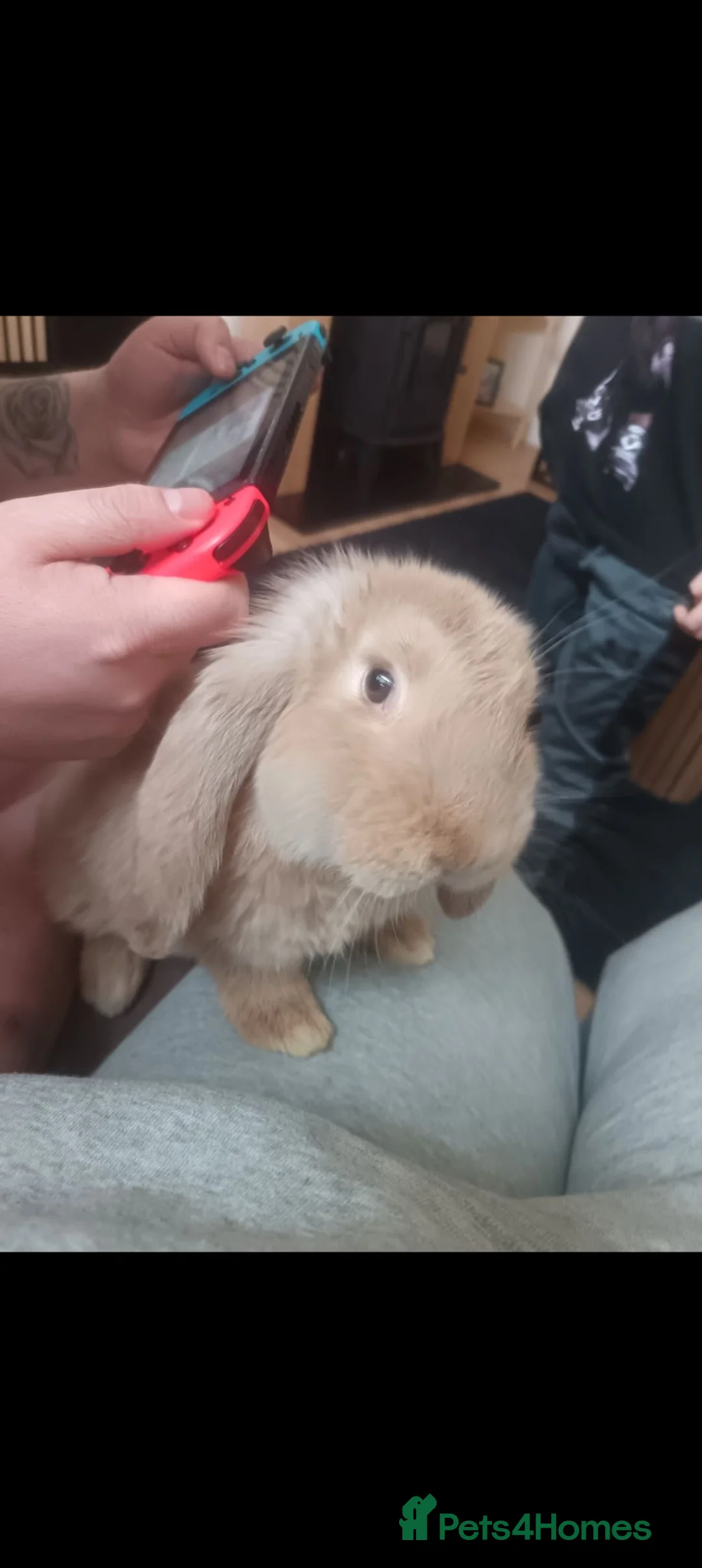 French Lop rabbits for sale: French lop  in Wolverhampton - Advert 1