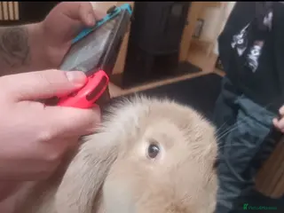 French Lop rabbits French lop - Advert 1