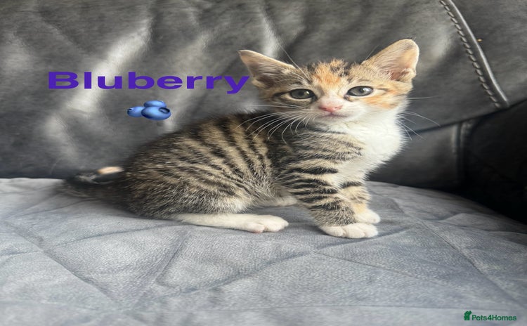 Mixed Breed cats - Advert 1