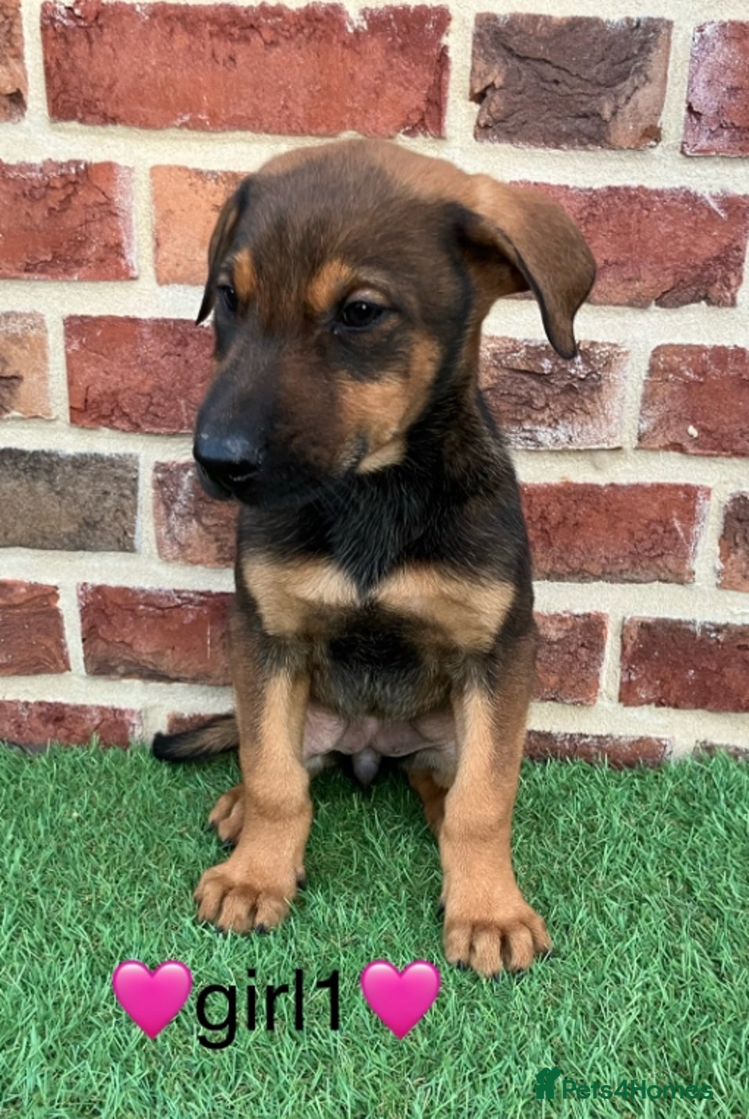 Mixed Breed dogs for sale: German shepherd x doberman 2 left - Advert 4