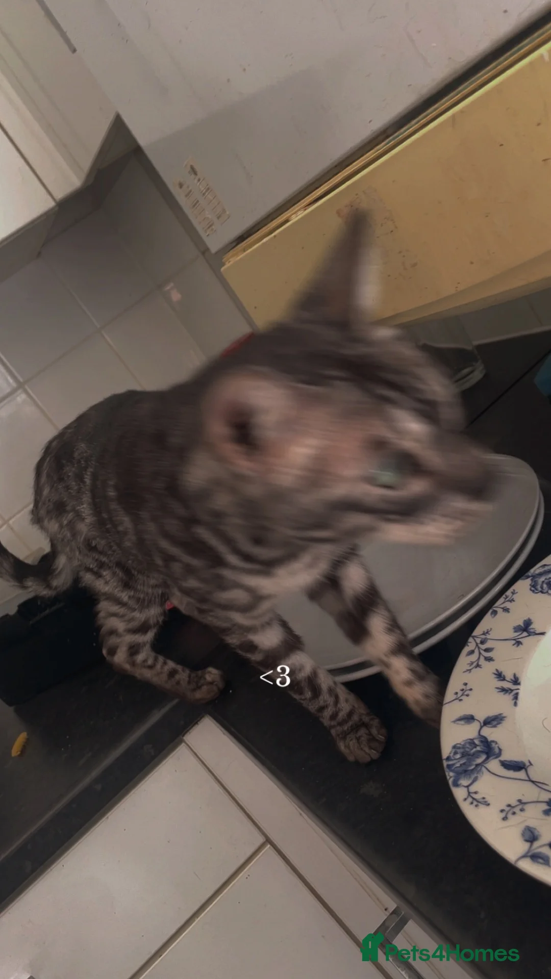 Bengal cats for sale: bengal for sale  in Stowmarket - Advert 3