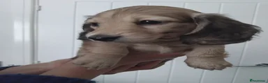 Miniature Dachshund Puppy 1