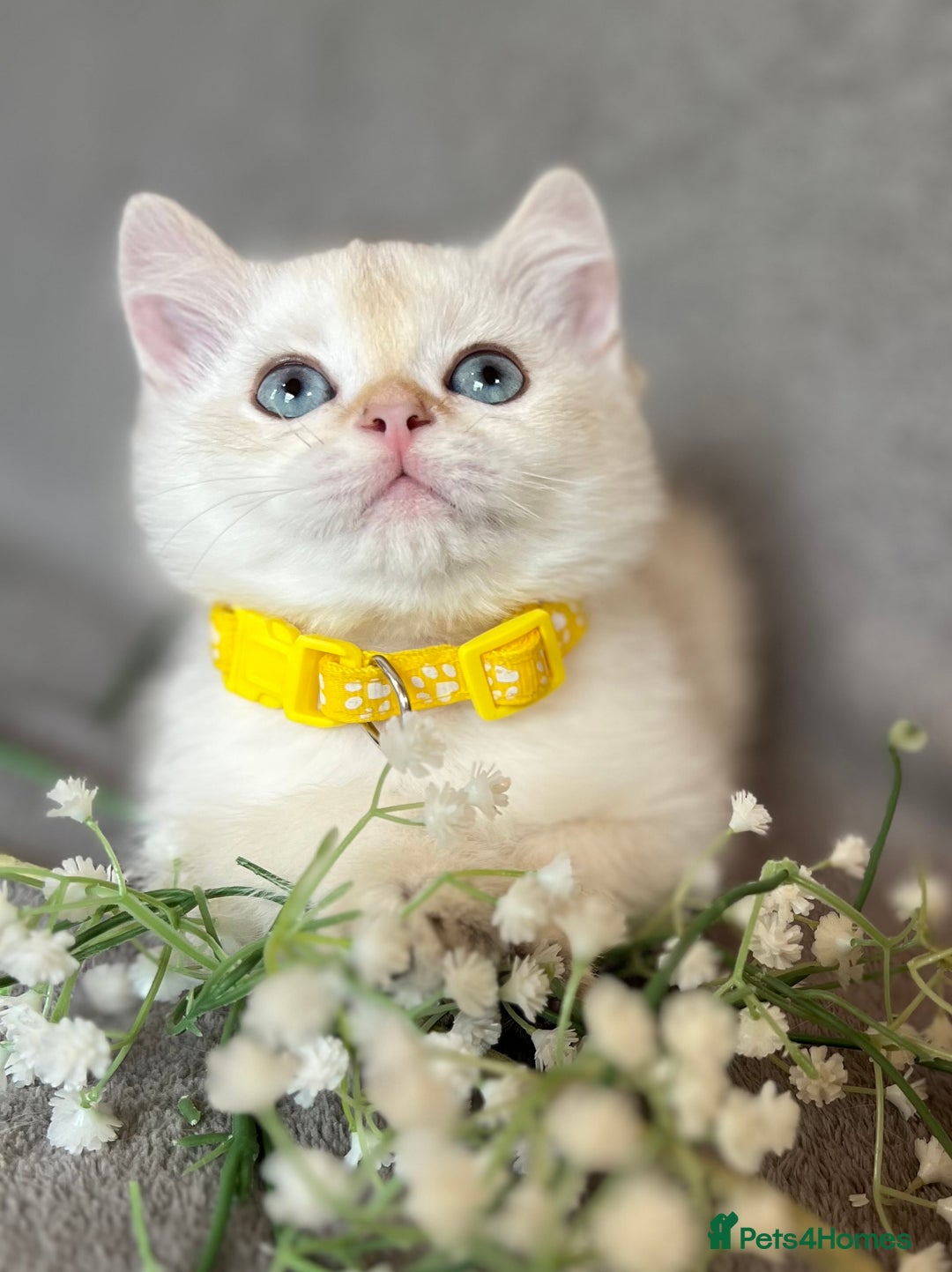 British Shorthair cats for sale: NY 12 British shorthair GCCF golden kittens  - Image 13
