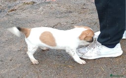 Jack Russell dogs for sale: Adorable Jack Russel Puppies  - Image 4