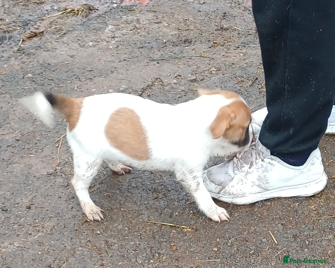 Jack Russell dogs for sale: Adorable Jack Russel Puppies  - Image 4