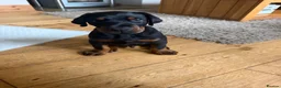 Dobermann dogs for sale: Male puppy for sale  - Advert 4