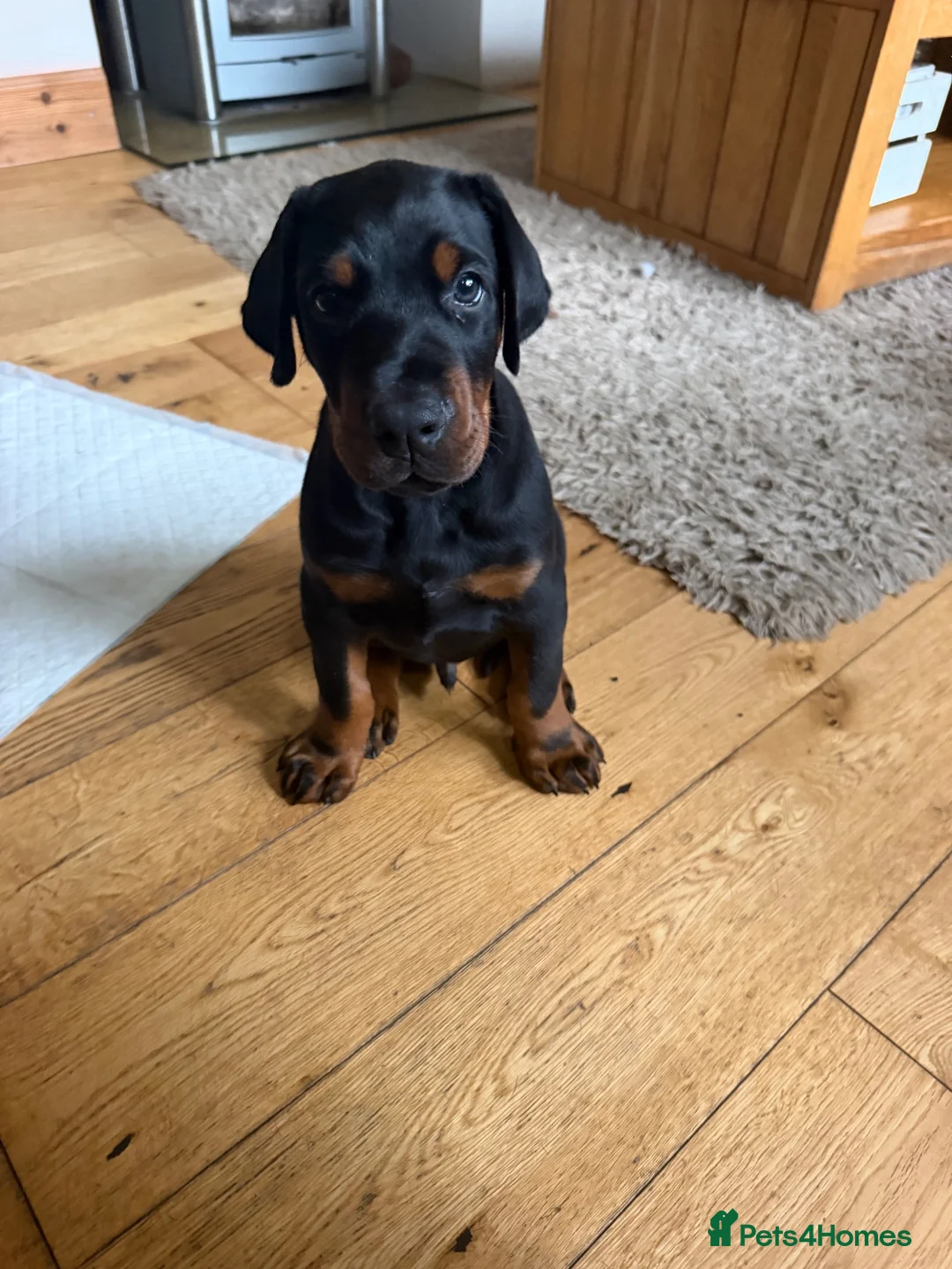 Dobermann dogs for sale: Male puppy for sale  - Advert 4