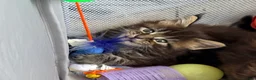 Maine Coon cats for sale: Rare Red Silver Maine Coon Kittens Available  in London - Advert 16