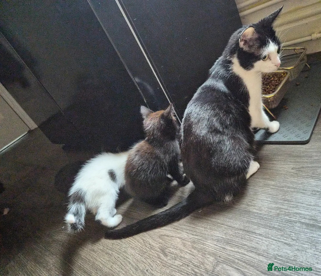 Mixed Breed cats for sale: 3 female kittens READY TO LEAVE NOW in Derby - Advert 11