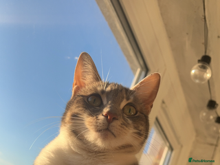 Mixed Breed cats Polly and Bonnie - Advert 10