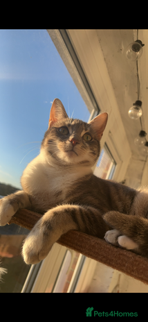 Mixed Breed cats Polly and Bonnie - Advert 1