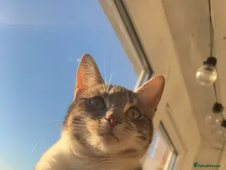 Mixed Breed cats Polly and Bonnie - Advert 3