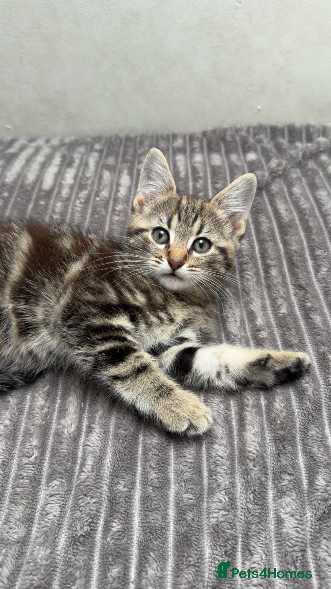 Mixed Breed cats 3 kittens for sale  - Advert 1