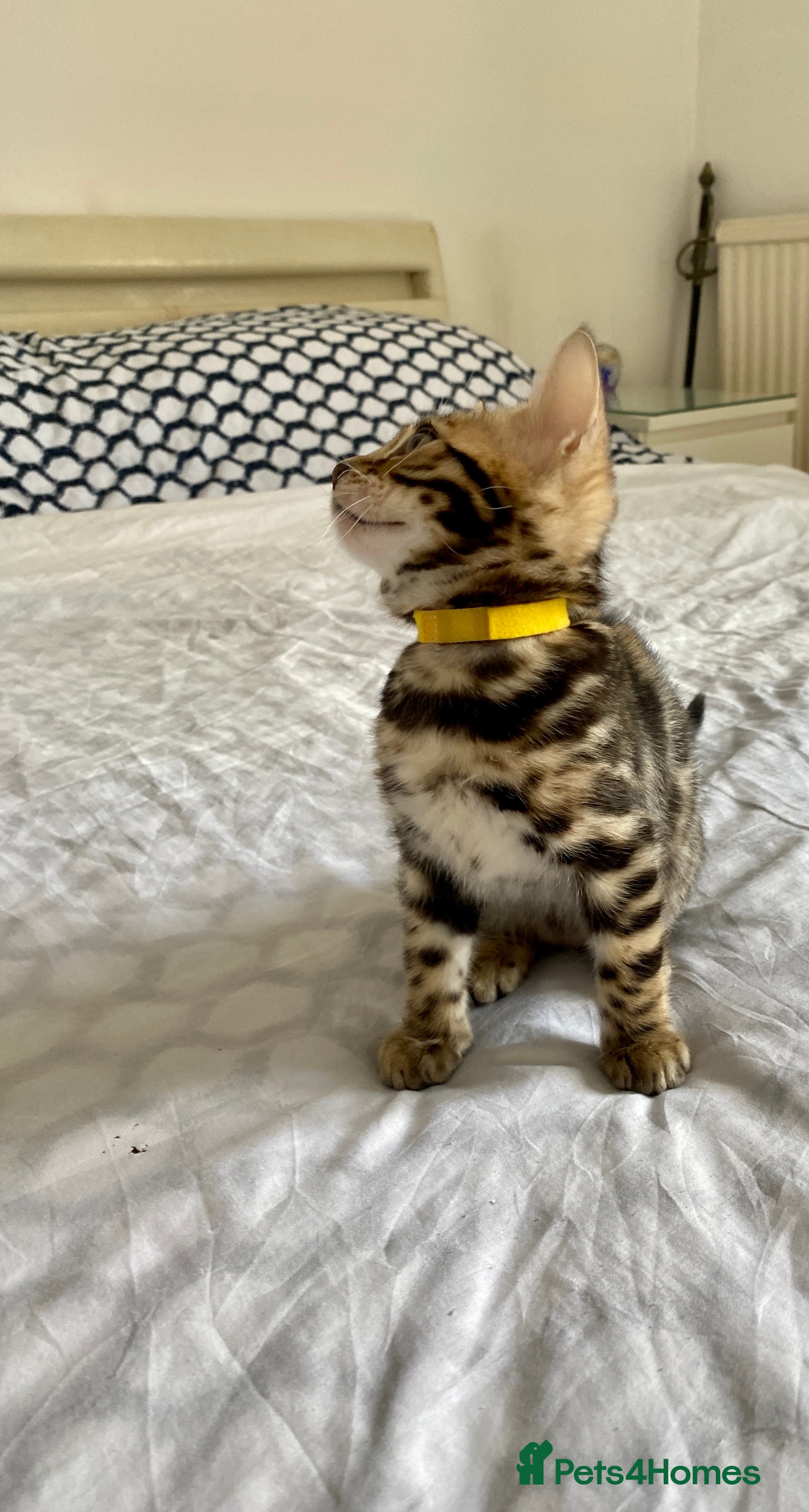 Bengal cats Bengal Wonderful Kitten.TICA registered😸😽😻✨✨✨ - Advert 2