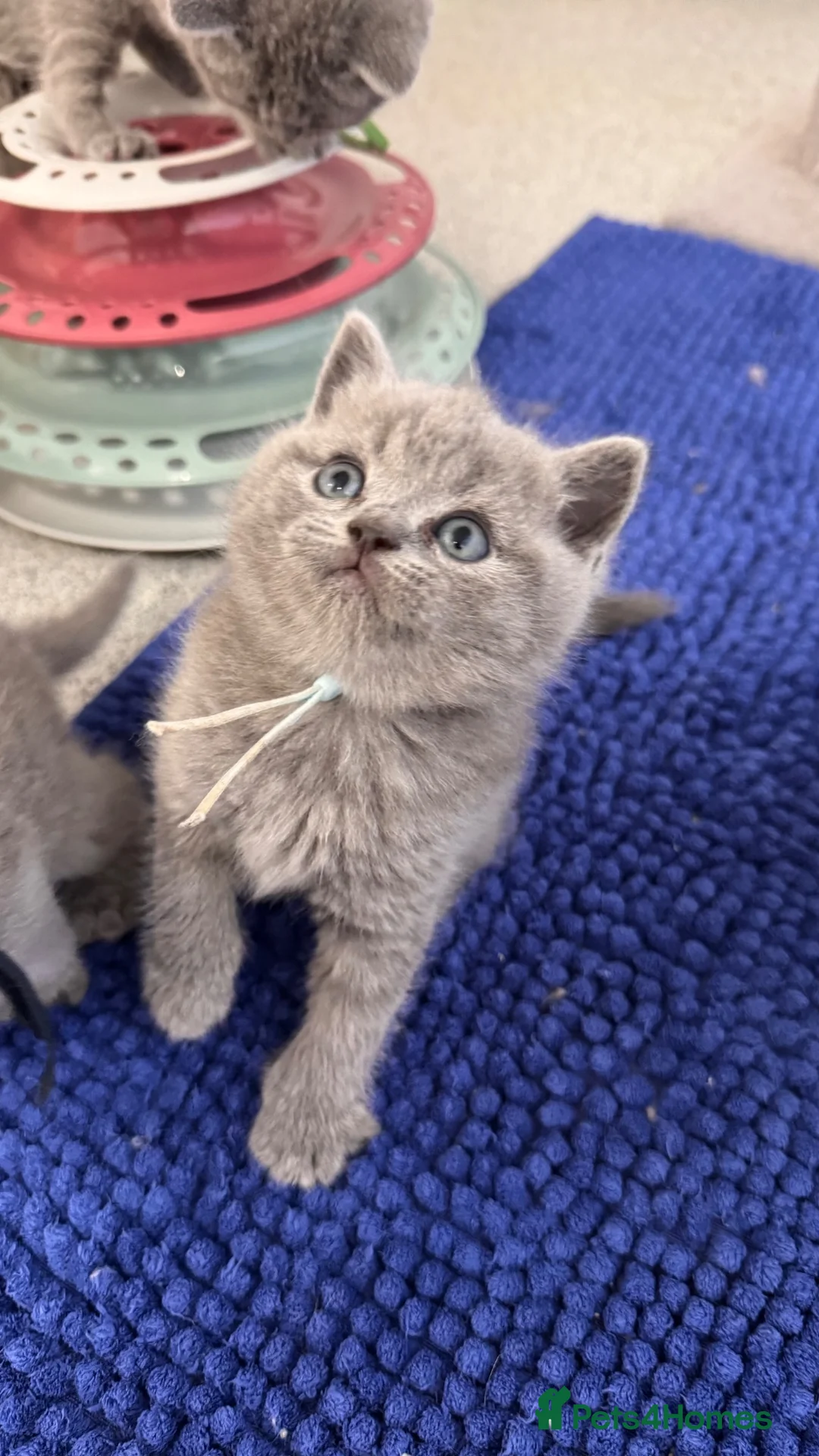 British Shorthair cats for sale: Pedigree British Shorthair Kittens - Licensed  - Advert 2