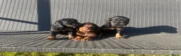 Cocker Spaniel dogs for sale: Black & Tan Girl left. 10 Weeks Old - Advert 22