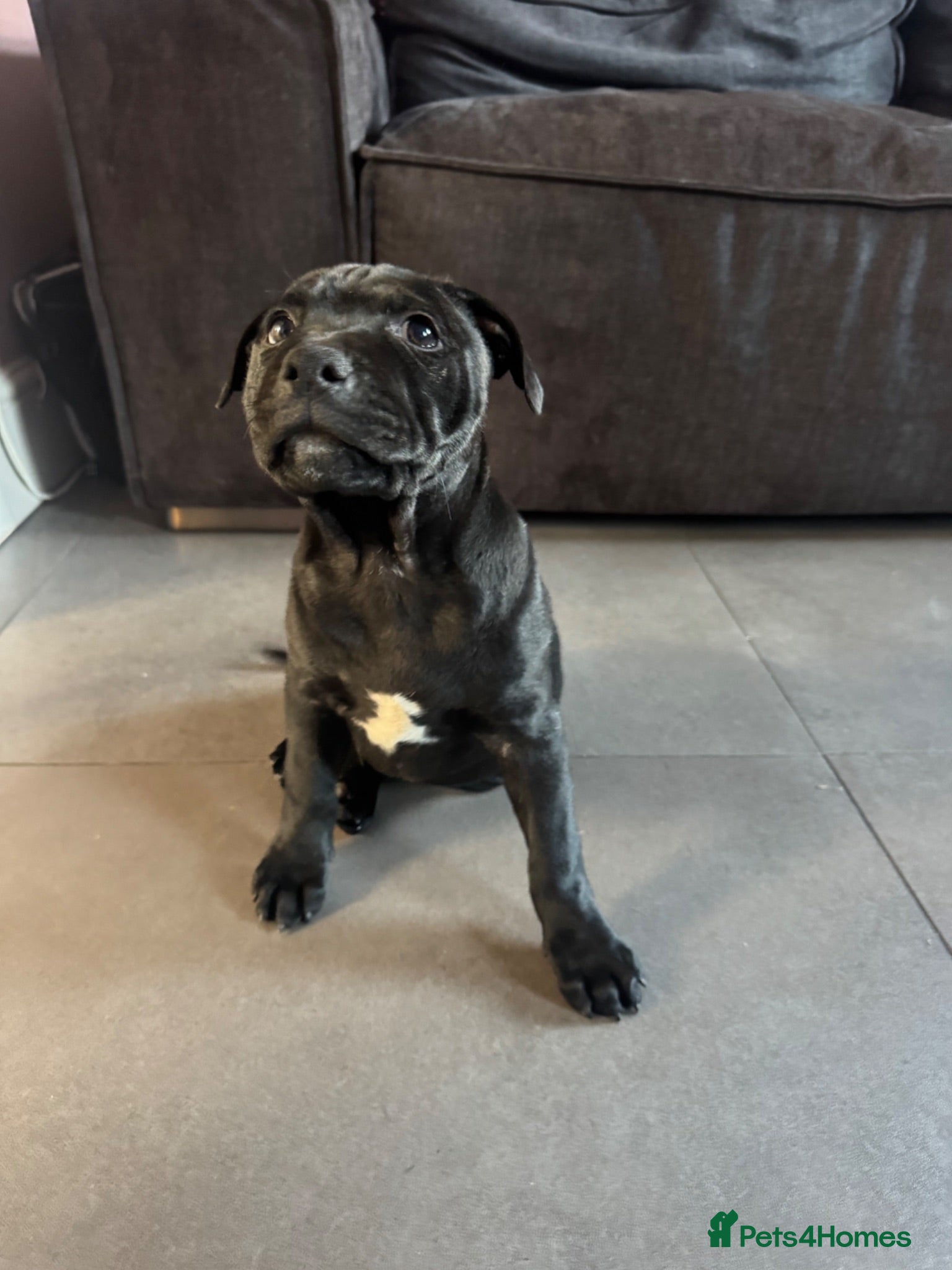 Staffordshire Bull Terrier dogs for sale: 1 remaining! Pharaon X Piro X Bill Champion pups - Advert 1