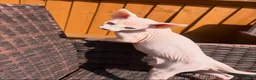 Sphynx cats for sale: Beautiful Sphynx Boy 😊 - Advert 3
