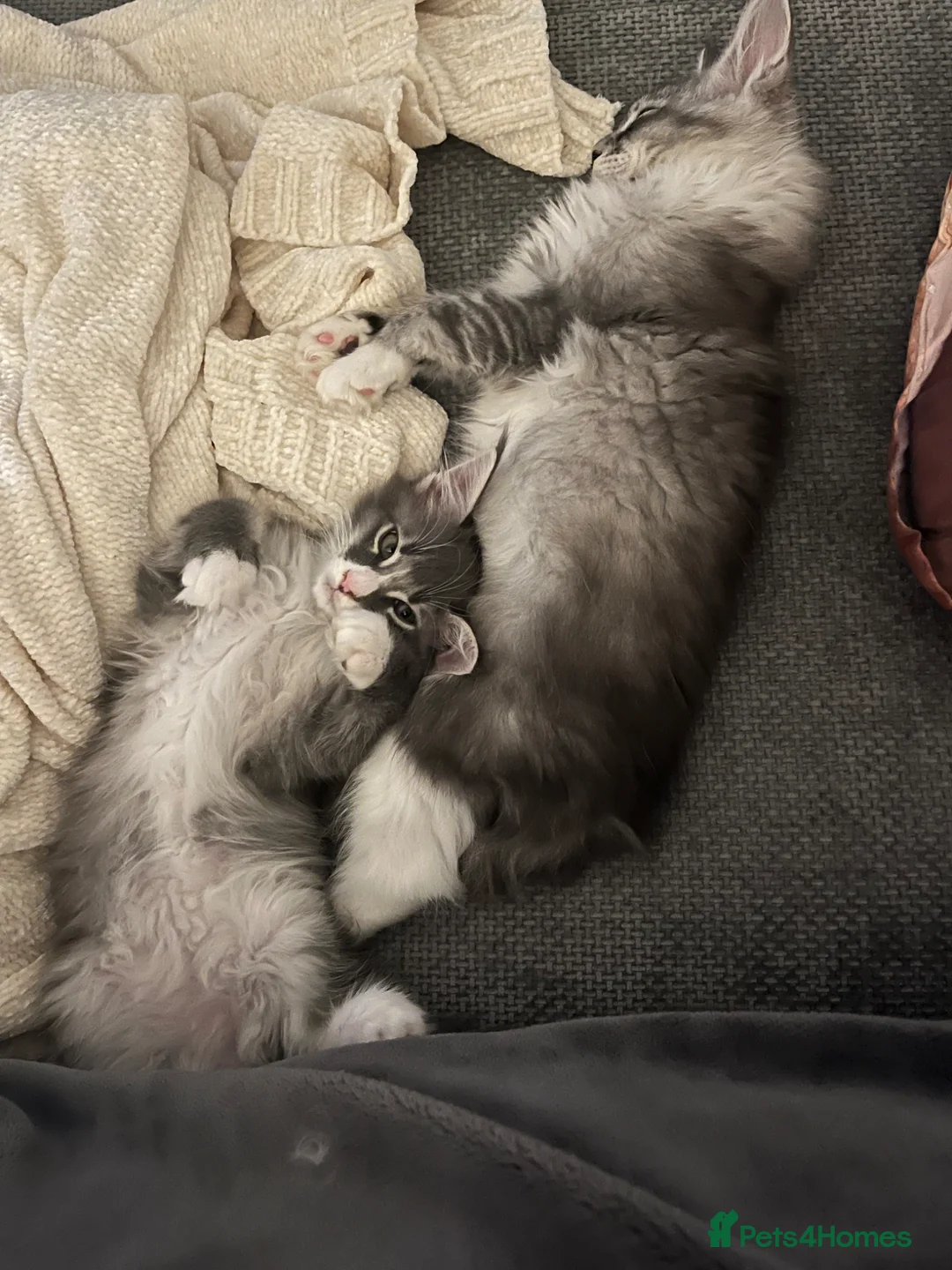 Maine Coon cats for sale: 1 GCCF reg maine coon kitten Blue smoke and white  - Advert 2