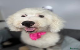 Old English Sheepdog dogs for sale: Old English Sheepdog  - Advert 1