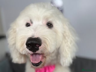 Old English Sheepdog dogs Old English Sheepdog - Advert 2