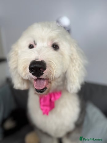 Old English Sheepdog dogs Old English Sheepdog - Advert 1