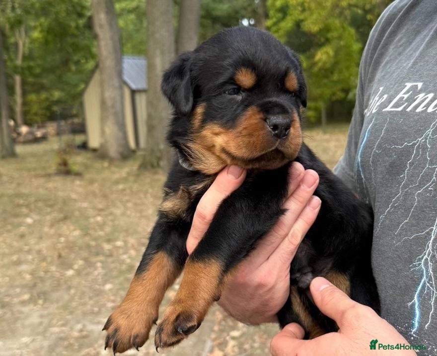 Rottweiler dogs 🤝🤝Humble🫧Gentle🤝German💼rottie🤝 pups - Advert 12