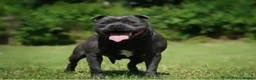 Staffordshire Bull Terrier dogs for sale: SMALLEST KC REG SBT PUPPY  - Advert 34