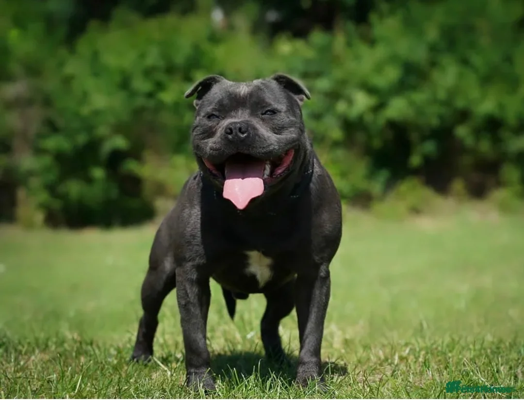 Staffordshire Bull Terrier dogs for sale: SMALLEST KC REG SBT PUPPY  - Advert 34
