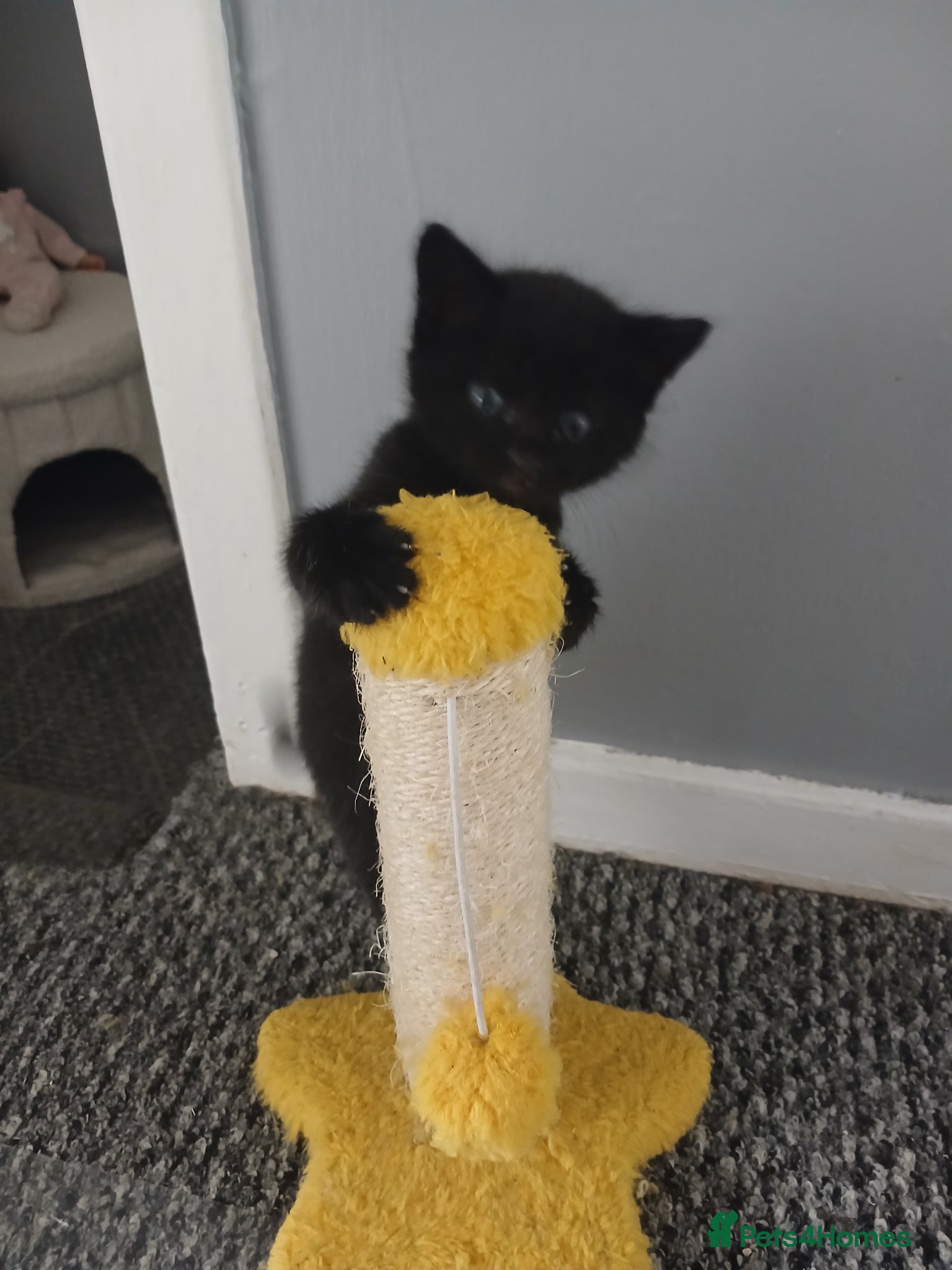 Mixed Breed cats for sale: 4 beautiful kittens ready for new homes. - Advert 17