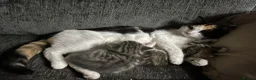 Mixed Breed cats for sale: Tabby kitten - Advert 6