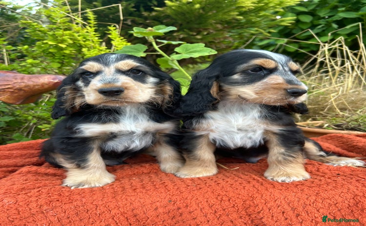 Cocker Spaniel dogs - Advert 4