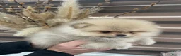 Pomeranian dogs for sale: KC mini Pomeranian  - Advert 22