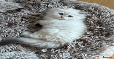 British Longhair cats - Advert 7