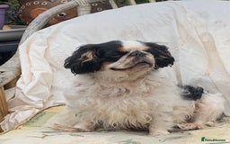 King Charles Spaniel dogs for sale: Top quality show lines King Charles spaniel bitch - Image 6
