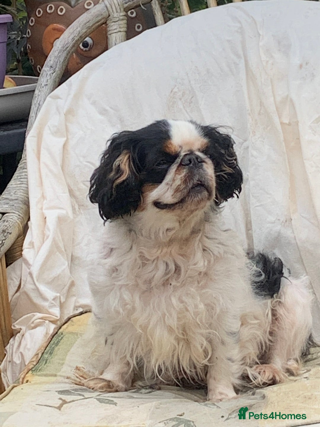 King Charles Spaniel dogs for sale: Top quality show lines King Charles spaniel bitch - Image 6