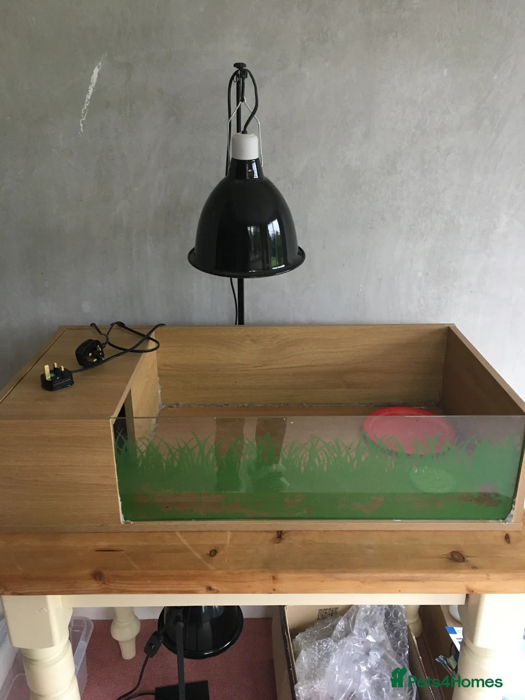 Tortoise reptiles for sale: Spur thighed tortoise for sale in Blandford Forum - Advert 2