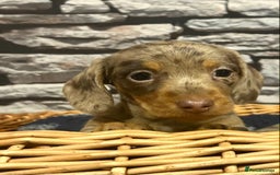 Miniature Dachshund dogs for sale: Stunning Miniature Smooth Dachshund - Image 3
