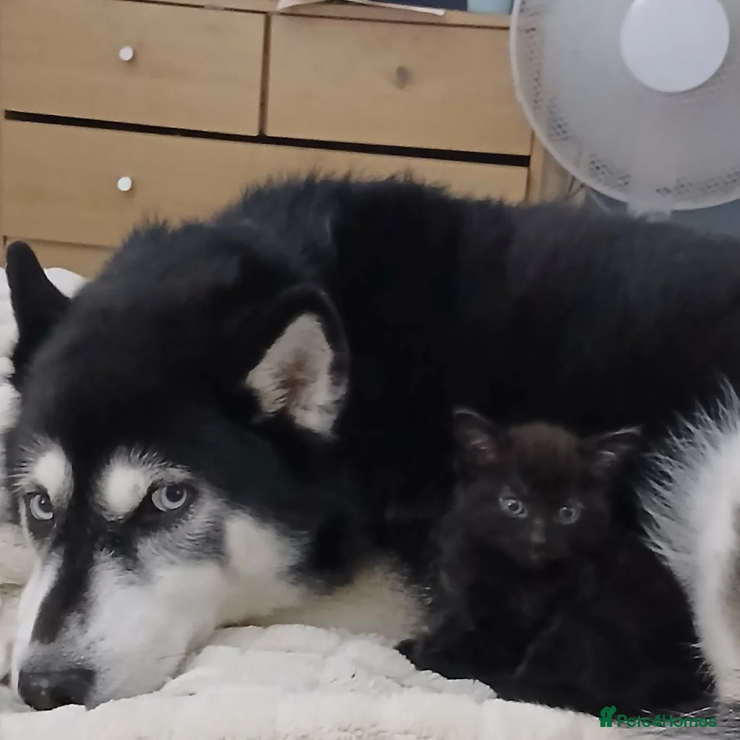 Mixed Breed cats for sale: Kittens ready now  in Glasgow - Advert 2