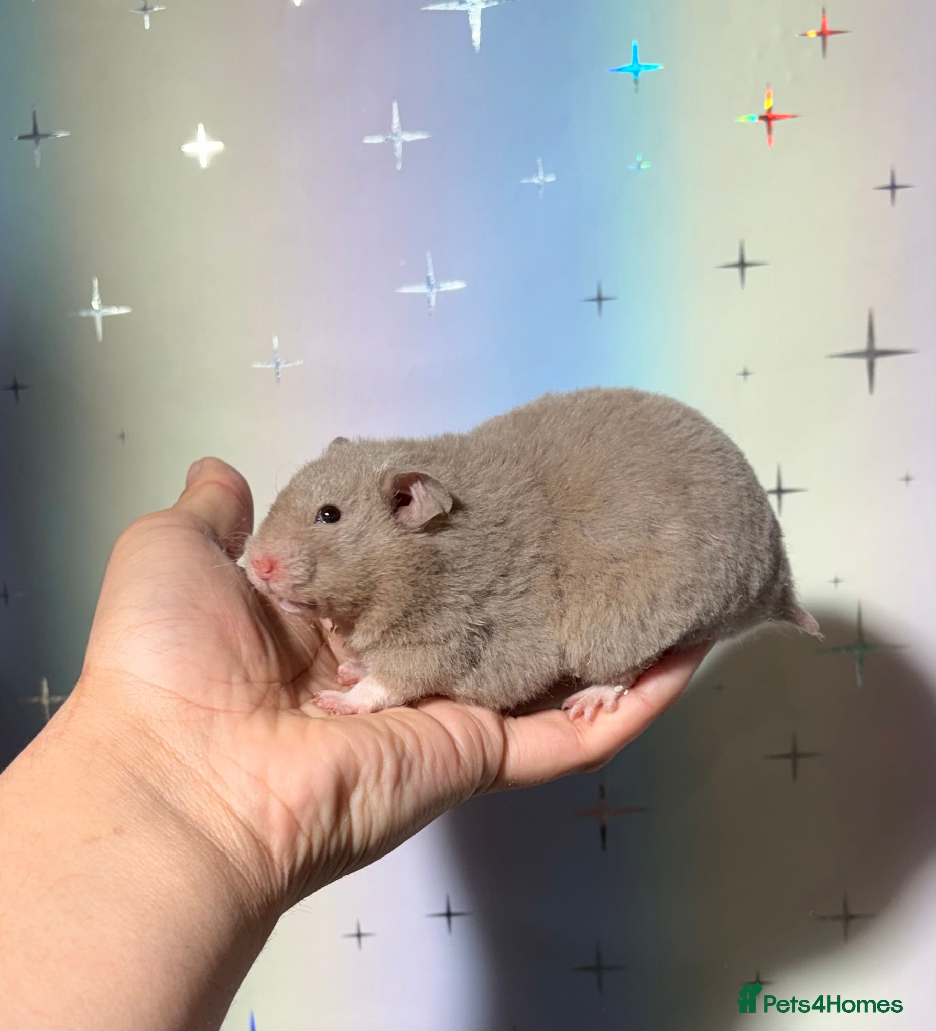 Hamster rodents BABY TAME PEDIGREE SYRIAN HAMSTERS  - Advert 1