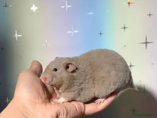 Hamster rodents BABY TAME PEDIGREE SYRIAN HAMSTERS - Advert 14