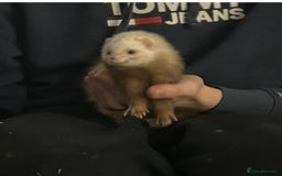 Ferret rodents for sale: Trio of micro and trio of standard ferrets - Image 3