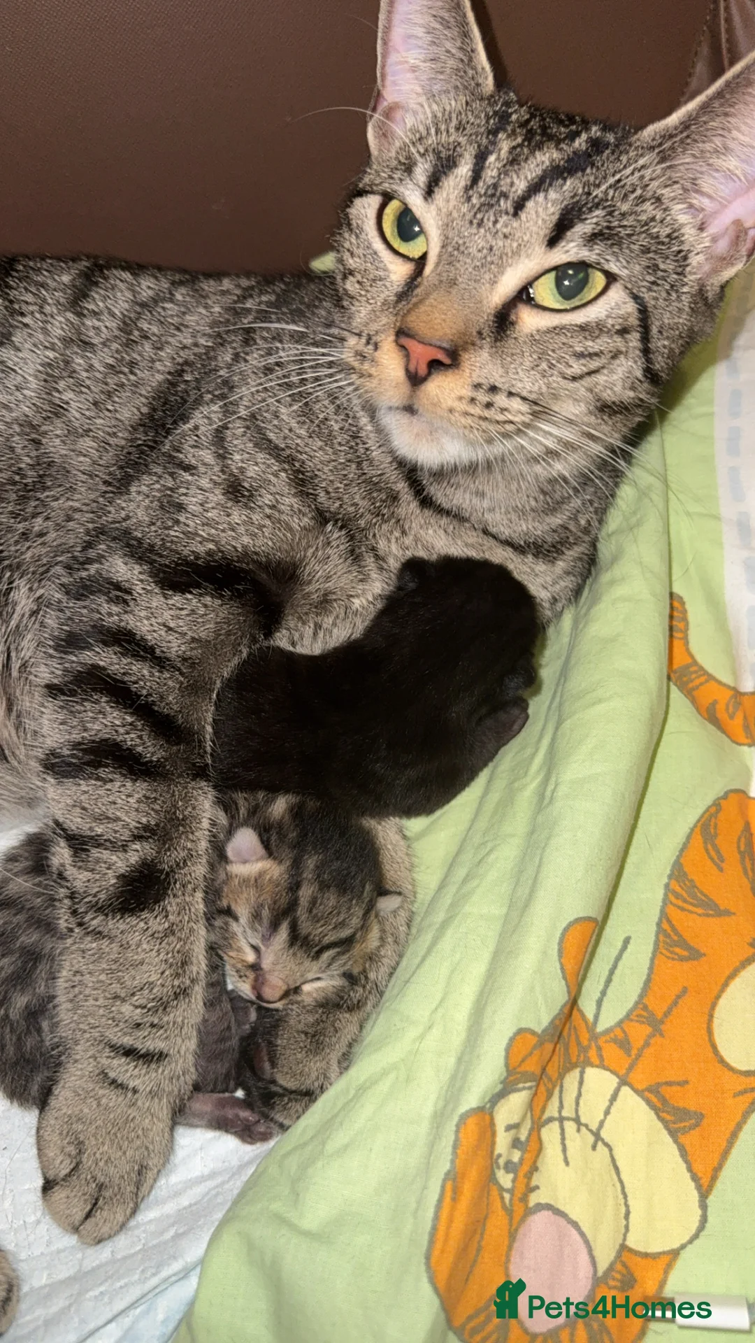 Mixed Breed cats for sale: All Kittens Have Been Reserved🖤🤎✨ - Advert 1