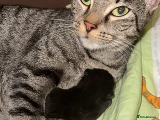 Mixed Breed cats 2 Tabby kittens for sale - Advert 9