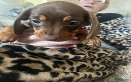 Dachshund dogs for sale: Dachshund 2 girls  - Image 3