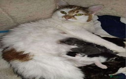 Mixed Breed cats for sale: Adorable kittens mixed breed - Image 5